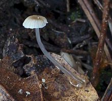 Roridomyces roridus Roridomyces roridus 404178.jpg