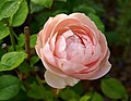 Ambridge Rose (Rose)