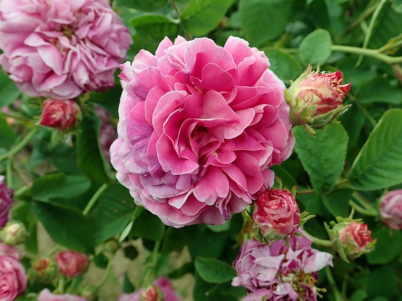 File:Rosa Assemblage de Beautes 2019-06-06 0943.jpg