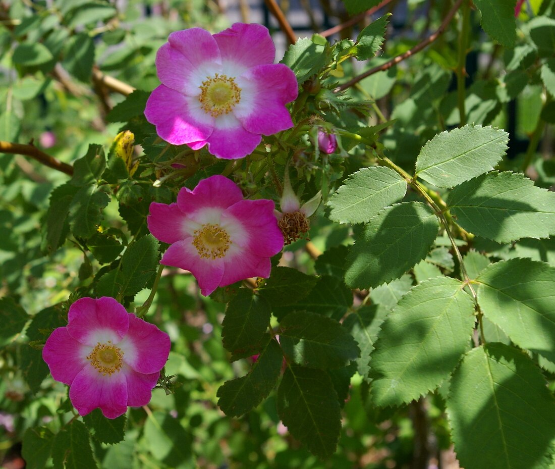 Rosa setipoda