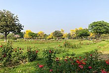Blooming roses of the rose garden in Chandigarh during spring season Rose Garden Chandigarh.jpg