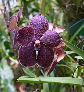 Vanda Rocky Blue serre des orchidées du Royal Botanical Gardens Jardin botanique de Peradeniya à Kandy.- Sri Lanka