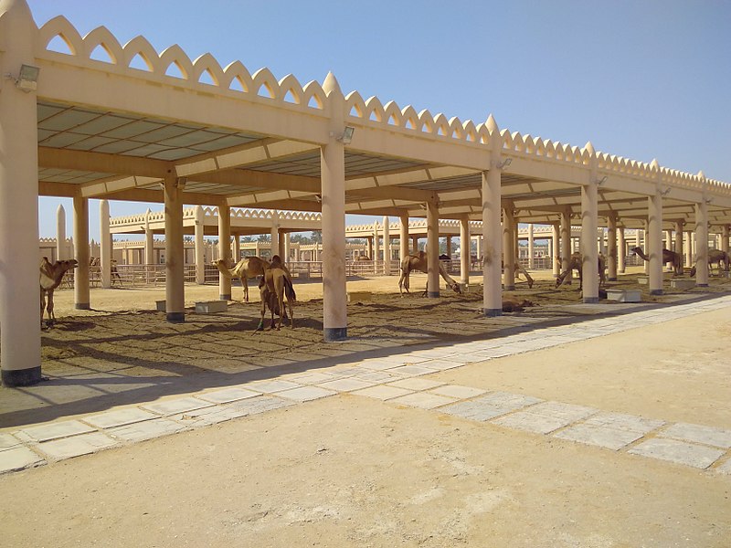 File:Royal Camel Farm - Bahrain 2.jpg