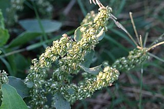 <i>Rumex stenophyllus</i> Species of flowering plant