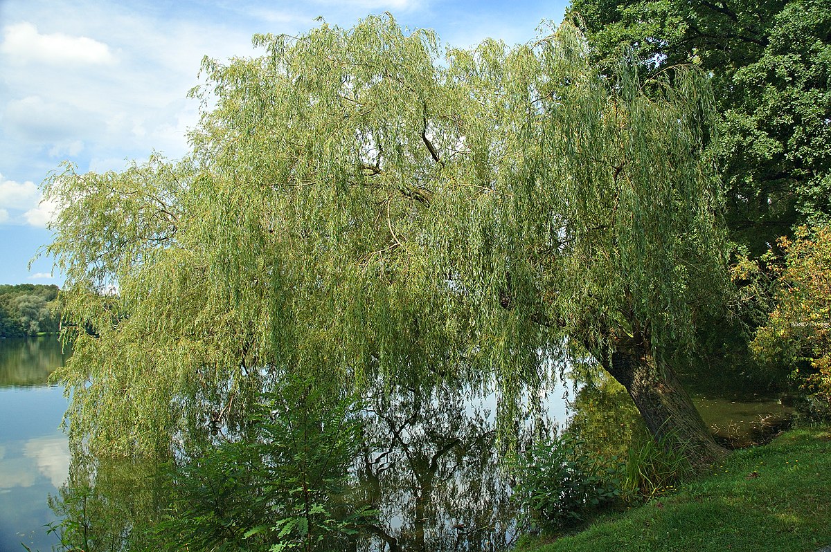 TERRA Alapítvány - Salix alba L. - Fehér fűz - Fehér fűz visszérrel