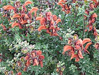 Salvia africana-lutea.jpg