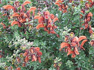 Strandsalvia Salvia africana-lutea