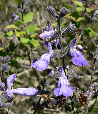 <i>Salvia melissodora</i> Species of shrub