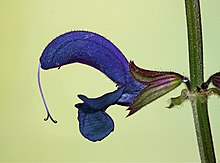 Salvia pratensis 006.jpg