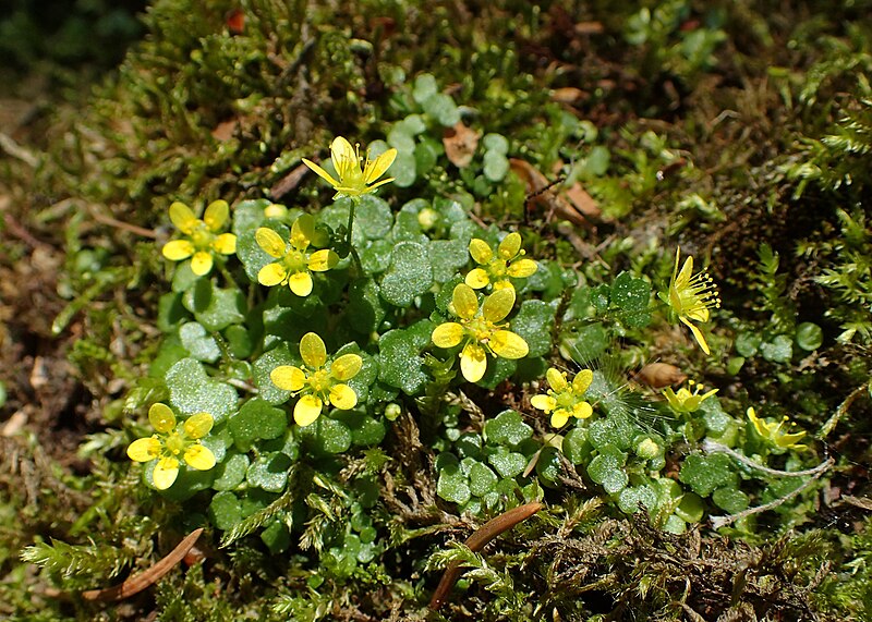 File:Saxifraga cymbalaria kz05.jpg