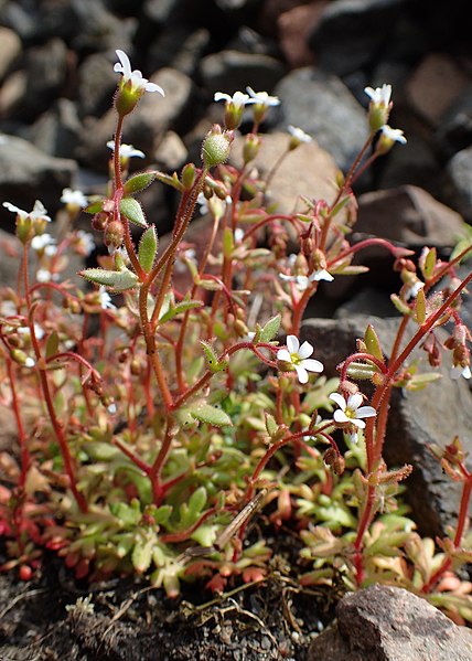 File:Saxifraga tridactylites kz10.jpg