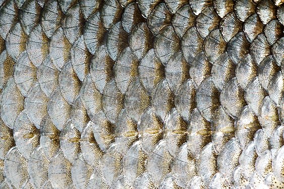 Scales of Common Roach