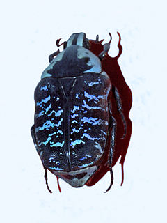 Euchroea coelestis Species of beetle