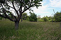 Deutsch: Magerrasen-Bereich English: Neglected grassland