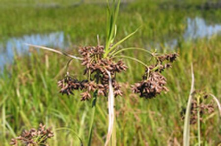 Scirpus ancistrochaetus