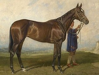 Scuttle (horse) British-bred Thoroughbred racehorse