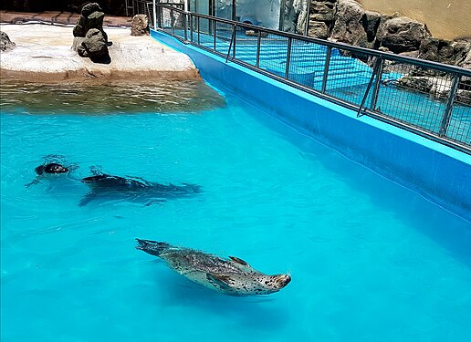 Sea Lion swimming at the Seoul Grand Park