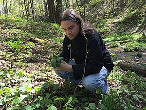 Sherman foraging wild ramps Sean Sherman of the Company The Sioux Chef foraging Wild Ramps.jpg