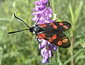 Six-spot Burnet (Zygaena filipendulae) Sechsfleck-Widderchen