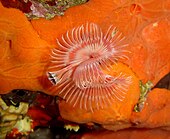 A living Serpula, or calcareous tubeworm Serpula vermicularis 2.jpg