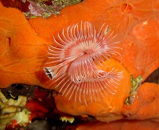 <i>Serpula</i> Genus of annelid worms