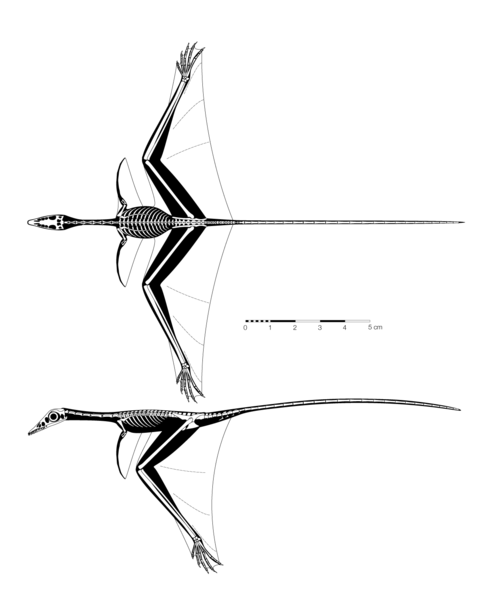 Archivo:Sharovipteryx mirabilis jconway.png