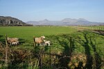 Thumbnail for File:Sheep on Traeth Mawr - geograph.org.uk - 2882581.jpg