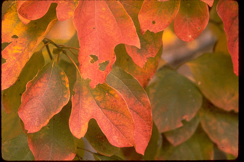 File:Shenandoah National Park SHEN9209.jpg