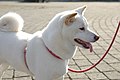 Shiba Inu: According to the AKC cream-white is a non-standard colour[52] but is accepted by the British Kennel Club.[53]