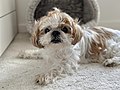 Vignette pour Shih tzu