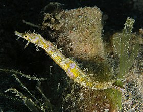 Short-pouch pygmy pipehorse.jpg