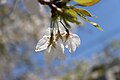 P082 修善寺桜 Shuzenjizakura 花の写真