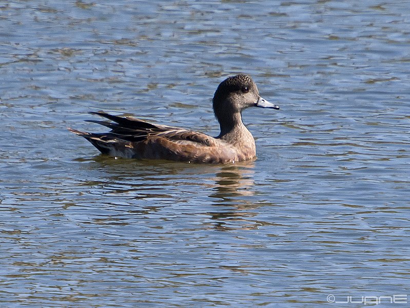 File:Silbón Americano , Anas americana ♀ (5086149057).jpg