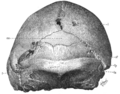 Sinanthropus Skull XII norma occipitalis.png