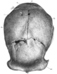 Illustrations of Skull XII by Franz Weidenreich from the (left to right) front, back, right, left, top, and bottom