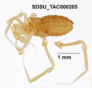 <i>Sitalcina rothi</i> Species of harvestman/daddy longlegs