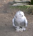 Snowy Owl (Zwoenitzer).jpg