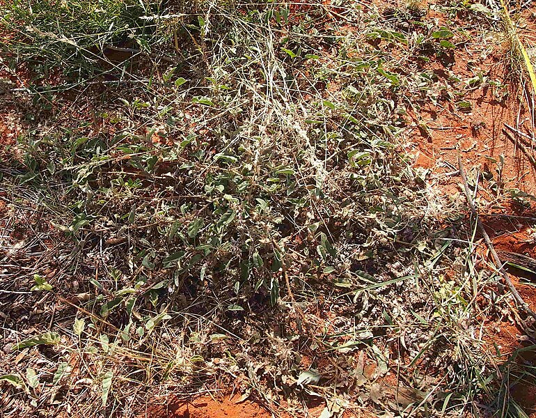 File:Solanum cleistogamum.jpg