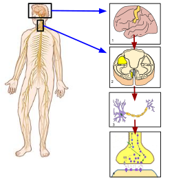 1. Precentrální gyrus v mozku: původ nervového signálu zahajující pohyb. 2. Kortikospinální trakt: mediátor informace z mozku do kosterního svalstva. 3. Axon: posel příkazu ke kontrakci svalu. 4. Nervosvalové spojení: zpráva od posla kontrahuje sval