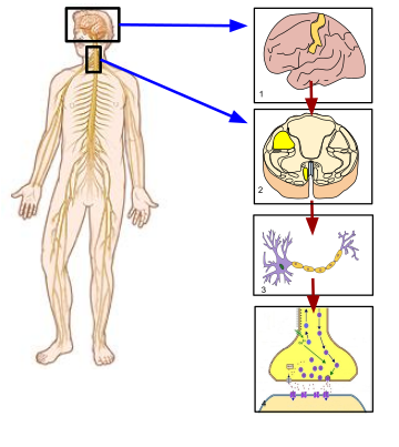 Somatic nervous system