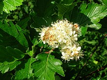 The Arran whitebeam in flower at Eglinton Country Park, Irvine
