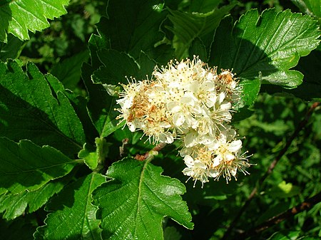 Sorbus arranensis.JPG