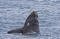 Southern Right Whale (Eubalaena australis) (16358018502).jpg