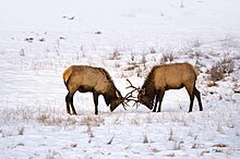 Sparring bull elk in Banff National Park, Canada. Sparring Elks.jpg