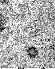 Un centríolo mostrando los nueve tripletes de microtúbulos. Imagen obtenida con un microscopio electrónico de transmisión.