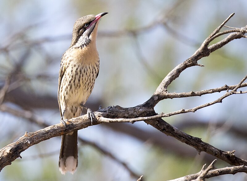 File:Spiny cheeked wattle bird 2 (18118397216).jpg