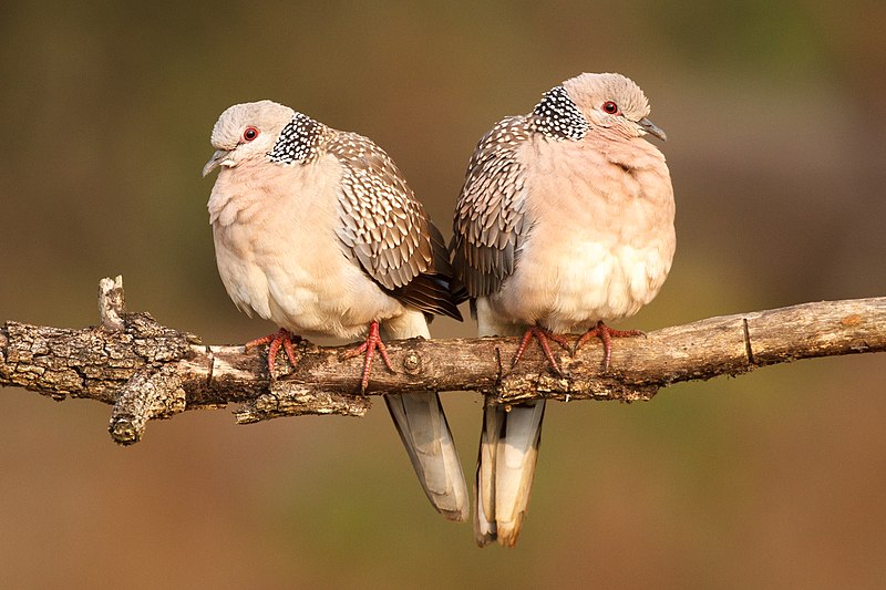 File:Spotted Doves Kanha NP.jpg