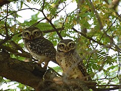 Spotted Owlet from the campus.
