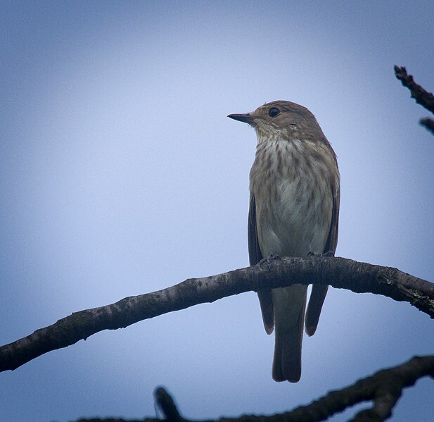 File:Spotted flycatcher (52394576664).jpg