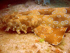 Акула-воббегонг (лат. Orectolobus maculatus), родственная китовой